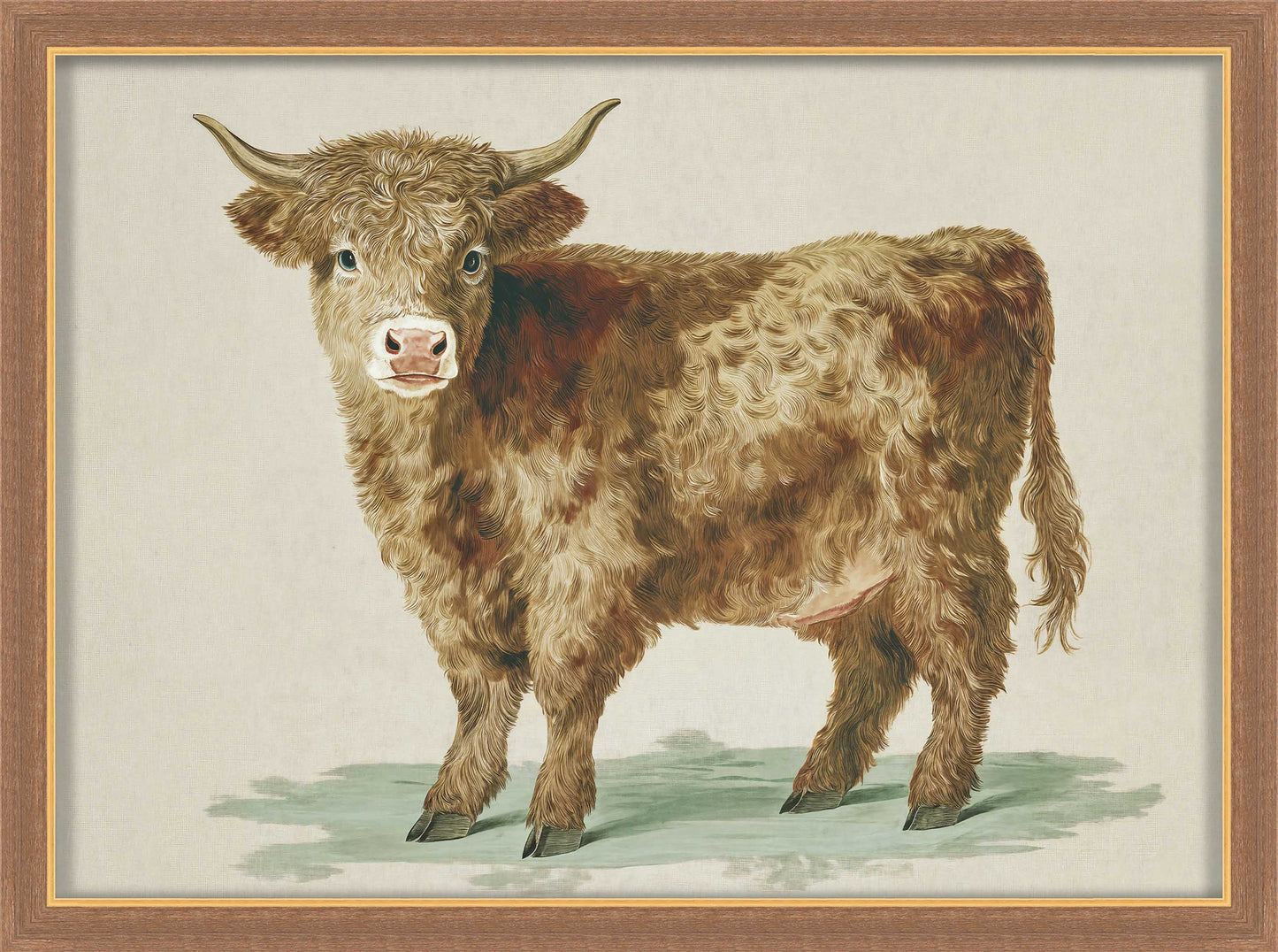 Martha Stewart Bedford | Livestock Portrait: Highland Calf | Framed Country Farmhouse Wall Art