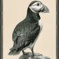Martha Stewart Lily Pond | Coastal Bird Study: Puffin | Framed Coastal Cottage Wall Art