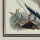Martha Stewart Lily Pond | Coastal Bird Study: Pelican | Framed Coastal Cottage Wall Art