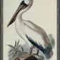Martha Stewart Lily Pond | Coastal Bird Study: Pelican | Framed Coastal Cottage Wall Art
