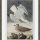 Martha Stewart Lily Pond | Seaside Study: Shorebirds in Motion | Framed Coastal Cottage Wall Art