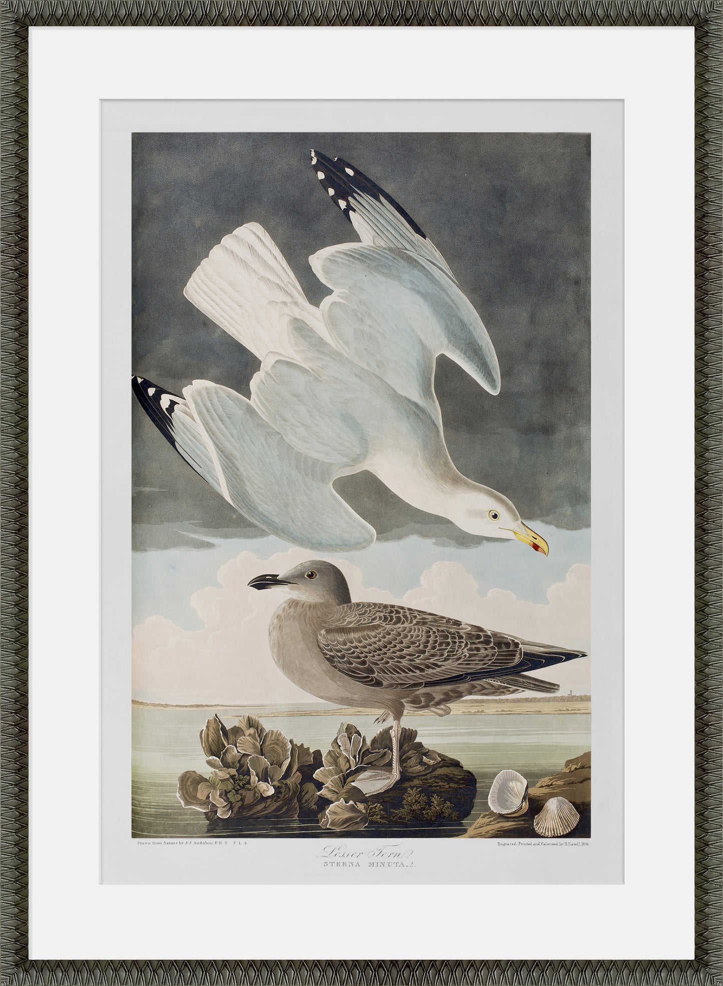 Martha Stewart Lily Pond | Seaside Study: Shorebirds in Motion | Framed Coastal Cottage Wall Art