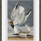 Martha Stewart Lily Pond | Coastal Bird Study: Gulls Pair | Framed Coastal Cottage Wall Art