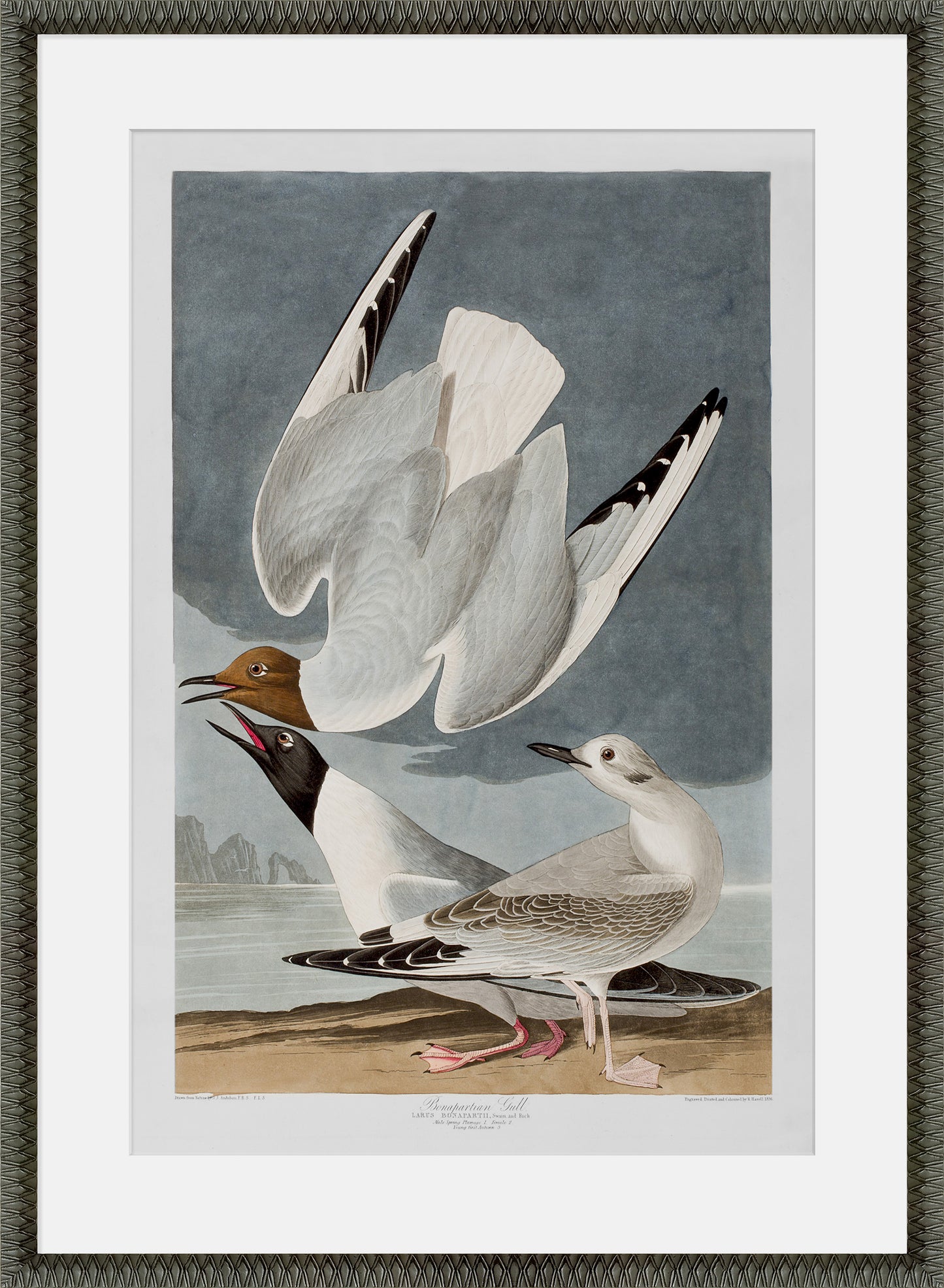 Martha Stewart Lily Pond | Coastal Bird Study: Gulls Pair | Framed Coastal Cottage Wall Art