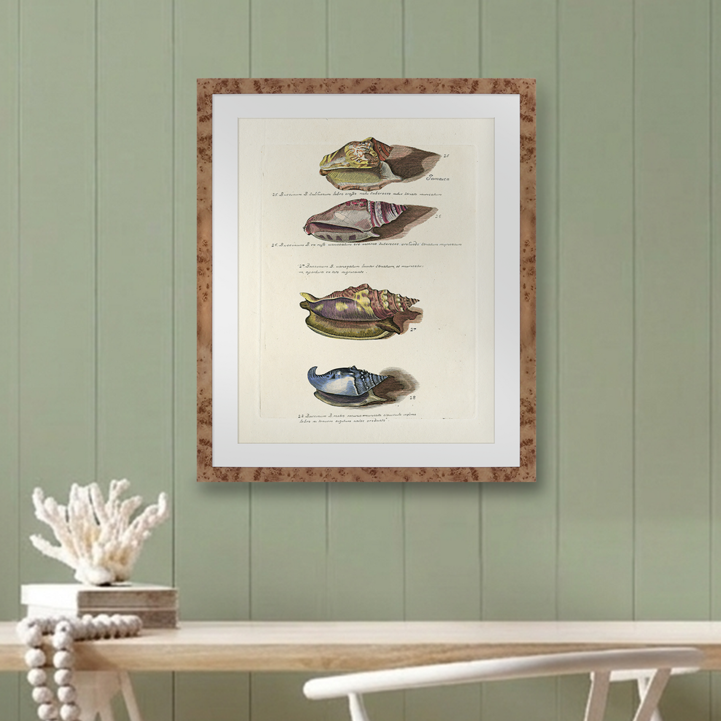 Martha Stewart Lily Pond | Marine Study: Coastal Shell Study | Framed Coastal Cottage Wall Art