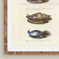 Martha Stewart Lily Pond | Marine Study: Coastal Shell Study | Framed Coastal Cottage Wall Art
