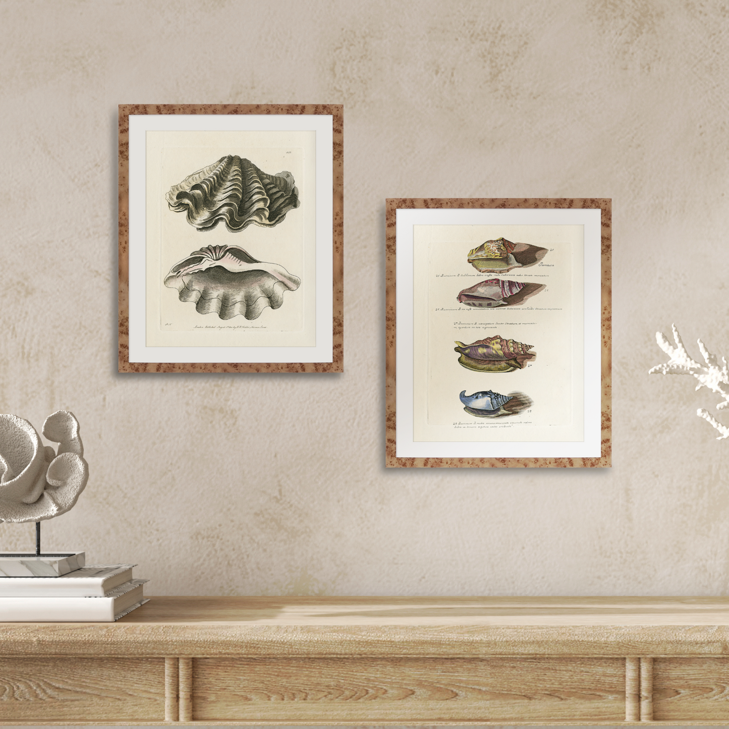 Martha Stewart Lily Pond | Marine Study: Coastal Shell Study | Framed Coastal Cottage Wall Art