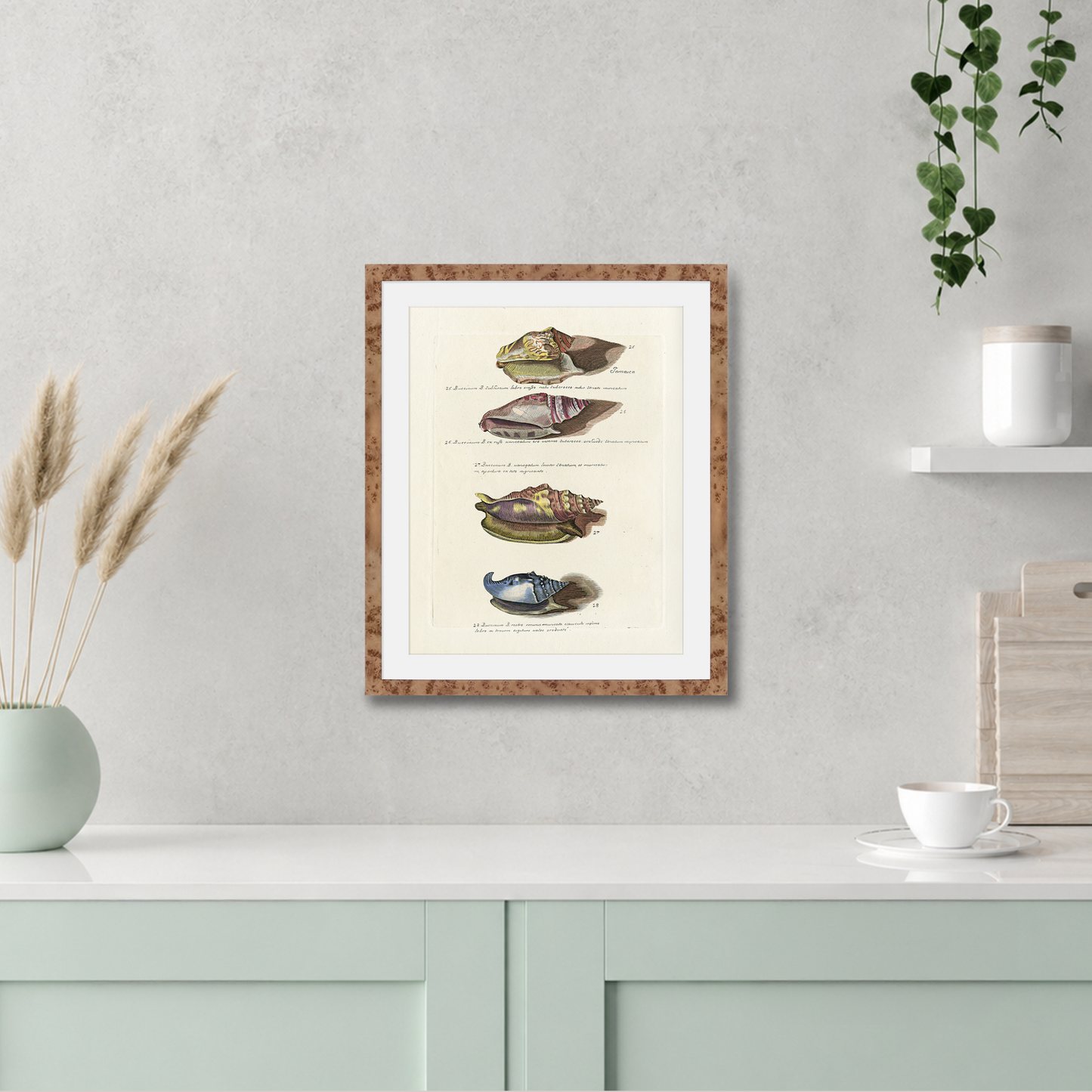 Martha Stewart Lily Pond | Marine Study: Coastal Shell Study | Framed Coastal Cottage Wall Art