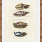 Martha Stewart Lily Pond | Marine Study: Coastal Shell Study | Framed Coastal Cottage Wall Art