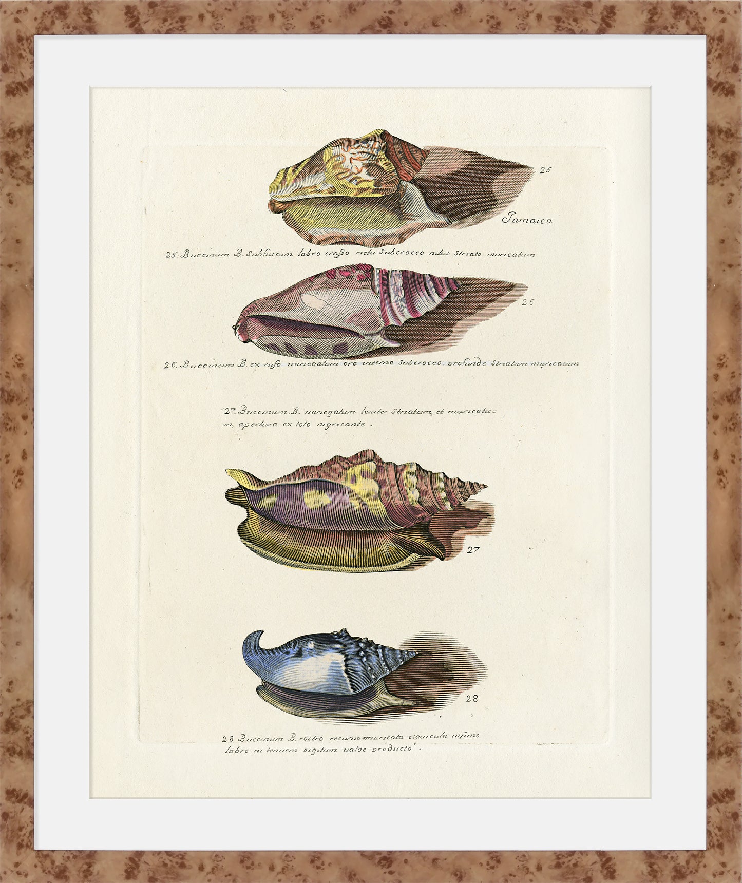 Martha Stewart Lily Pond | Marine Study: Coastal Shell Study | Framed Coastal Cottage Wall Art