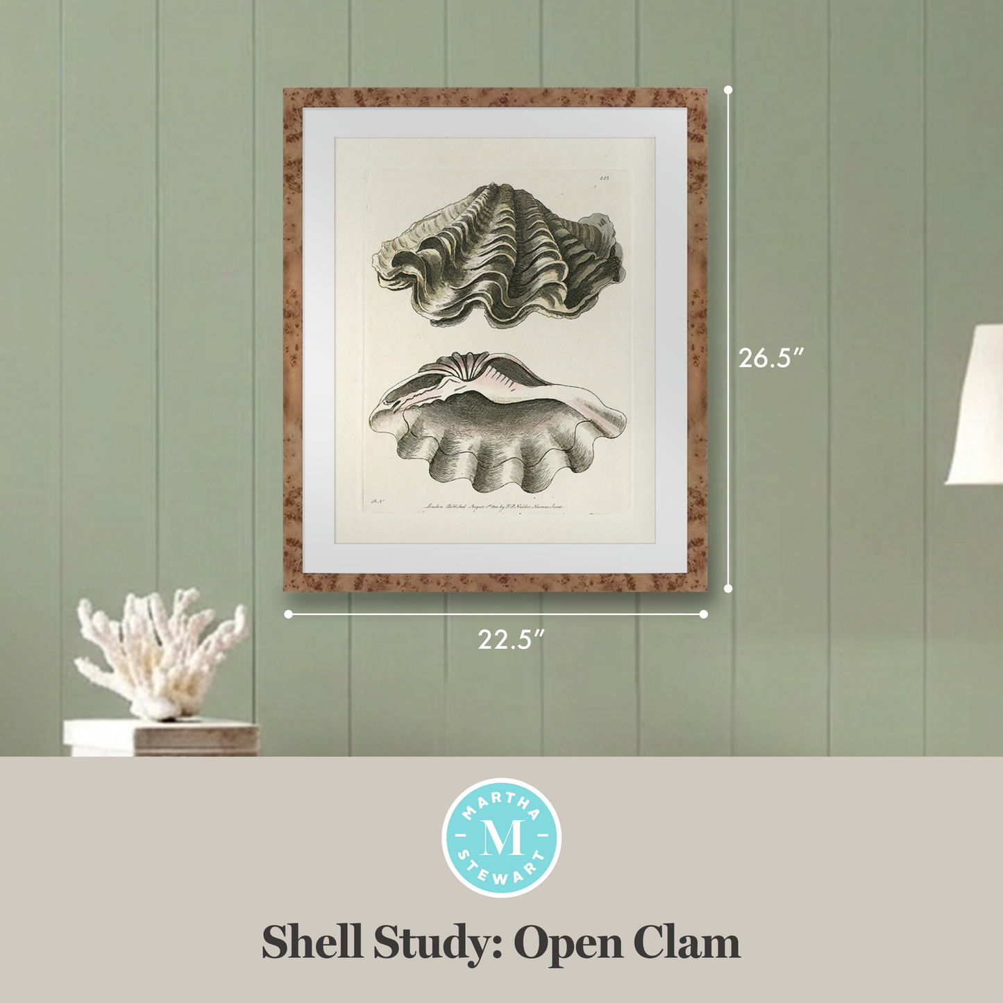 Martha Stewart Lily Pond | Shell Study: Open Clam | Framed Coastal Cottage Wall Art