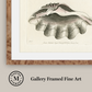 Martha Stewart Lily Pond | Shell Study: Open Clam | Framed Coastal Cottage Wall Art