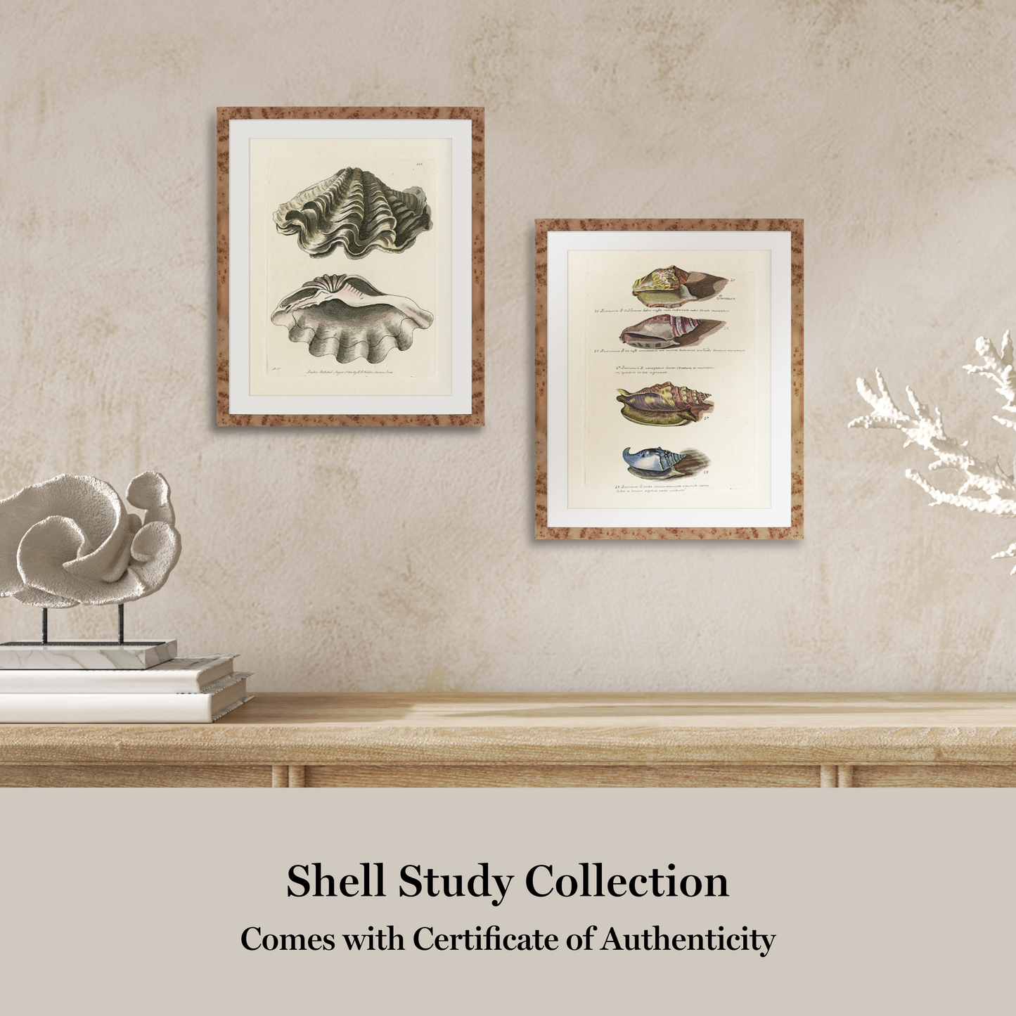 Martha Stewart Lily Pond | Shell Study: Open Clam | Framed Coastal Cottage Wall Art