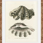 Martha Stewart Lily Pond | Shell Study: Open Clam | Framed Coastal Cottage Wall Art