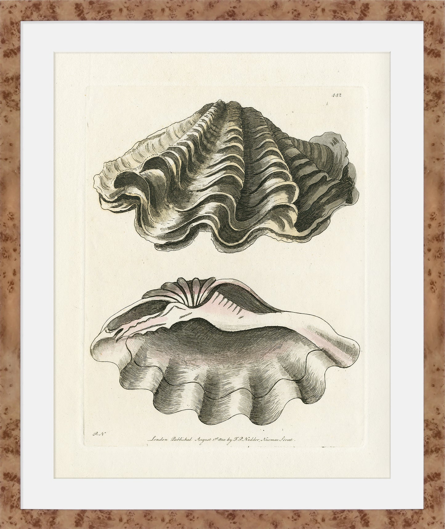Martha Stewart Lily Pond | Shell Study: Open Clam | Framed Coastal Cottage Wall Art