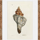 Martha Stewart Lily Pond | Shell Study: Spiral Shell | Framed Coastal Cottage Wall Art
