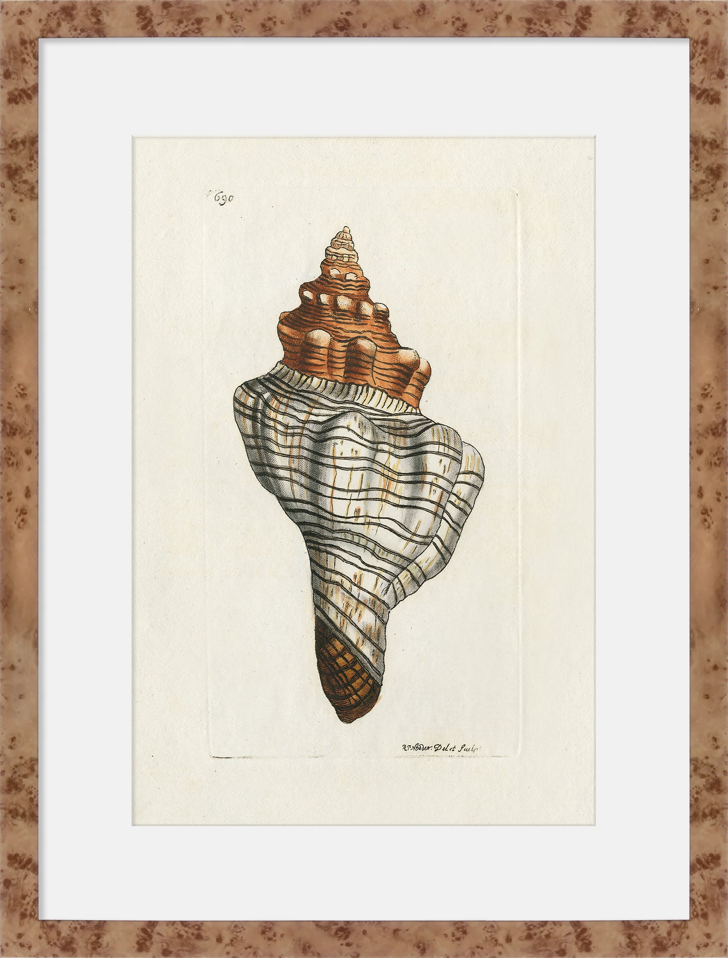Martha Stewart Lily Pond | Shell Study: Spiral Shell | Framed Coastal Cottage Wall Art