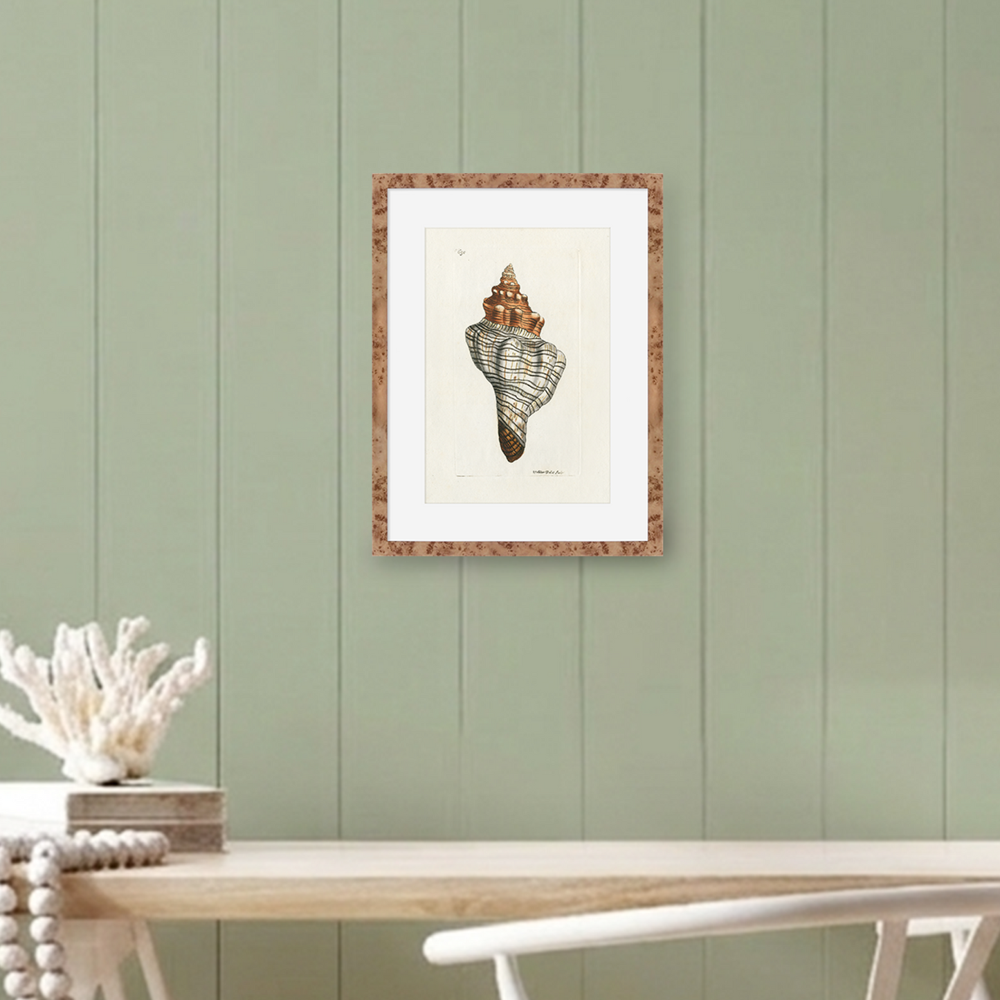 Martha Stewart Lily Pond | Shell Study: Spiral Shell | Framed Coastal Cottage Wall Art