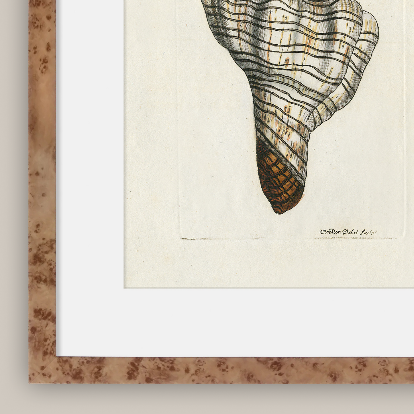 Martha Stewart Lily Pond | Shell Study: Spiral Shell | Framed Coastal Cottage Wall Art