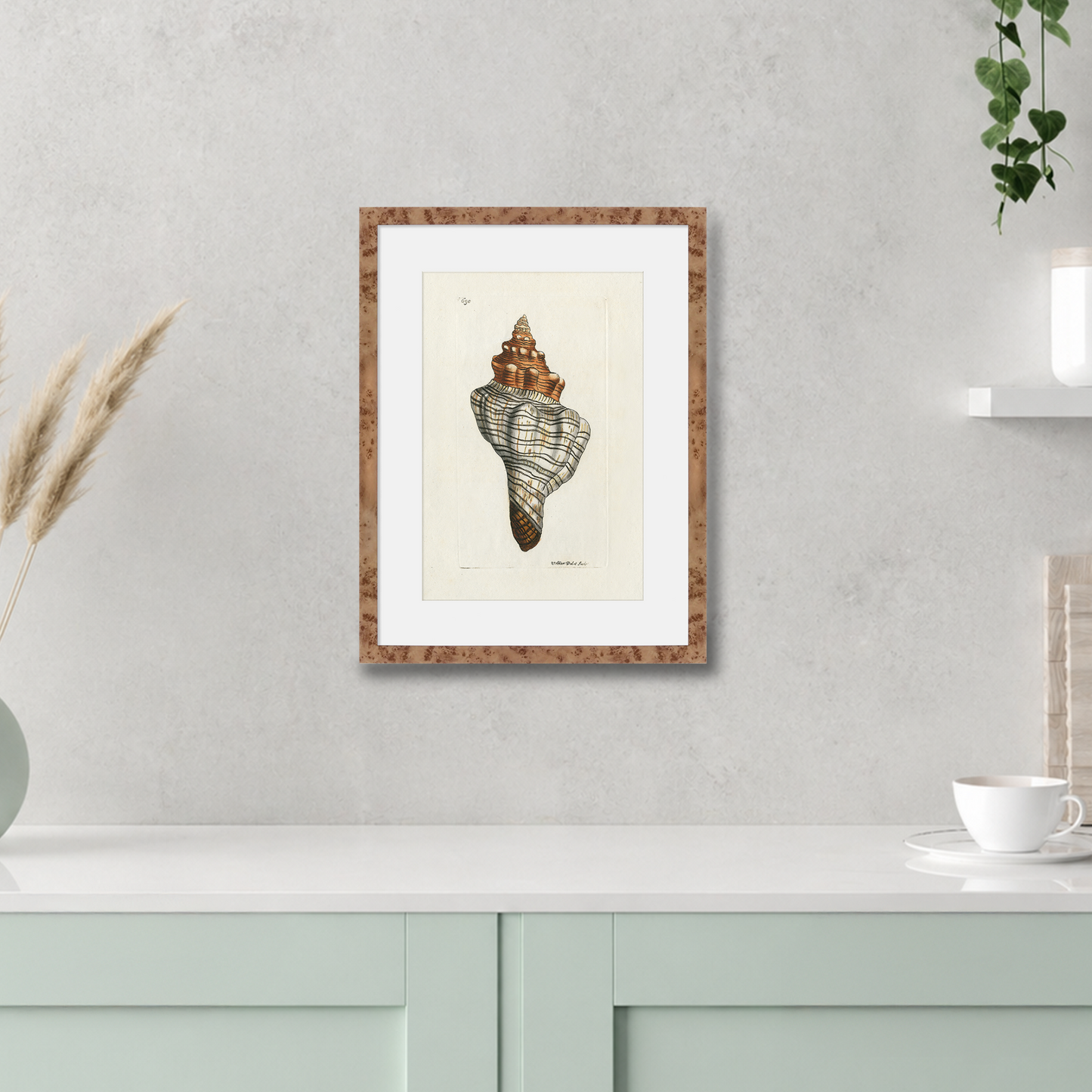 Martha Stewart Lily Pond | Shell Study: Spiral Shell | Framed Coastal Cottage Wall Art