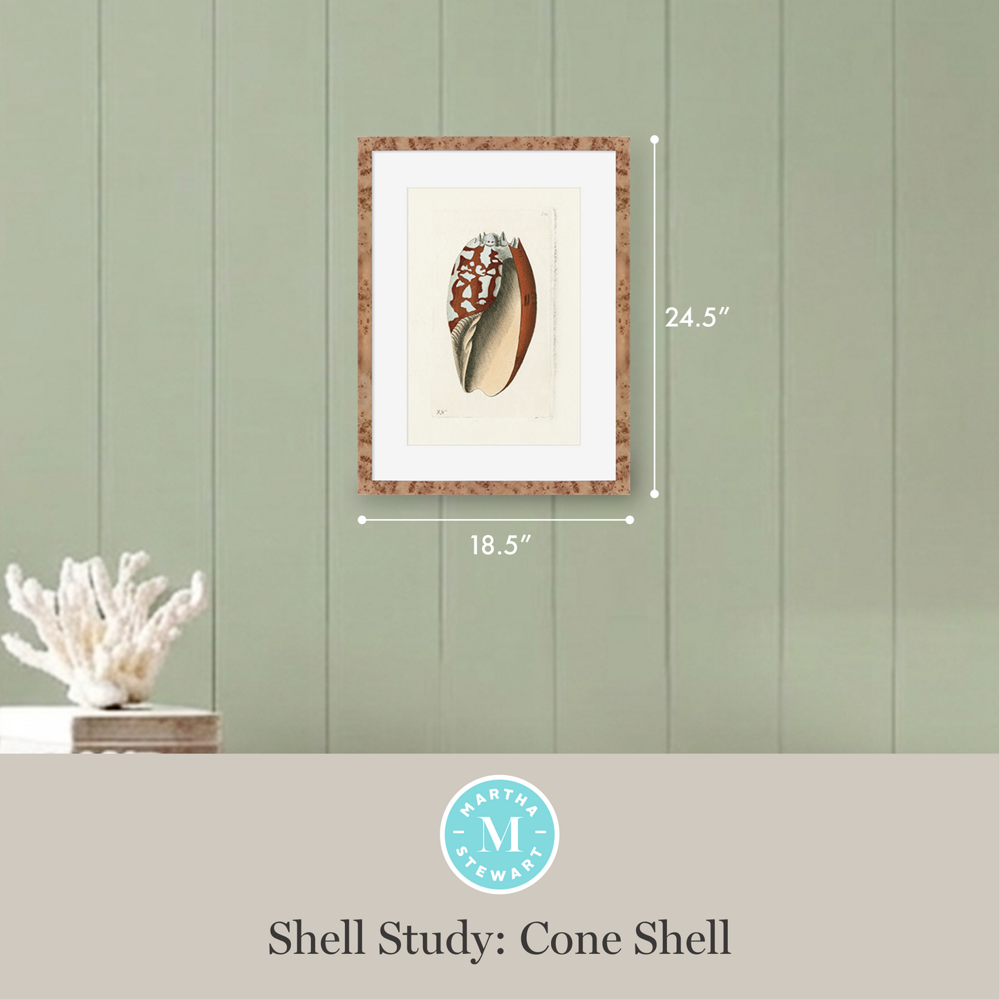 Martha Stewart Lily Pond | Shell Study: Cone Shell | Framed Coastal Cottage Wall Art