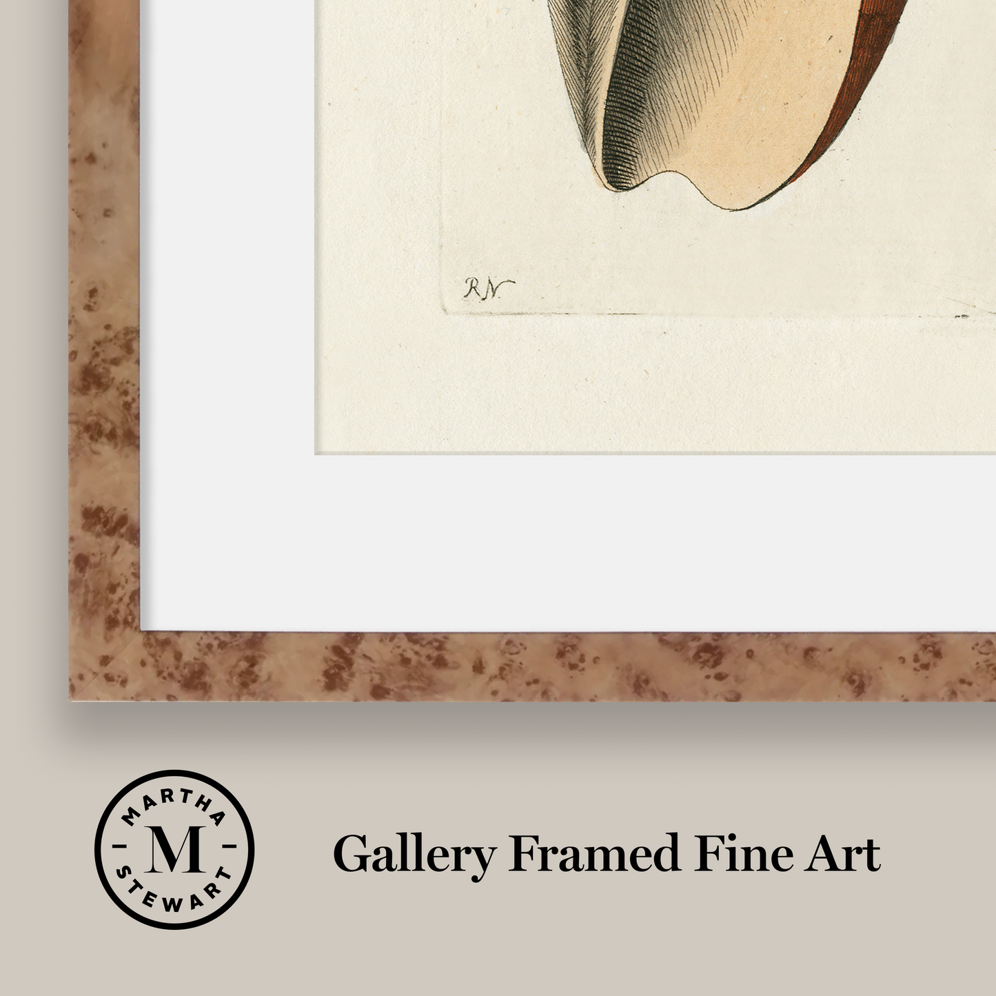Martha Stewart Lily Pond | Shell Study: Cone Shell | Framed Coastal Cottage Wall Art