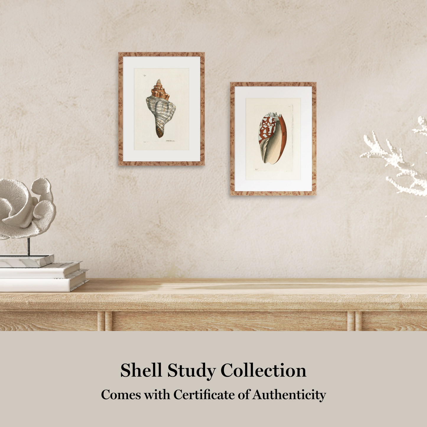 Martha Stewart Lily Pond | Shell Study: Cone Shell | Framed Coastal Cottage Wall Art