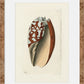 Martha Stewart Lily Pond | Shell Study: Cone Shell | Framed Coastal Cottage Wall Art