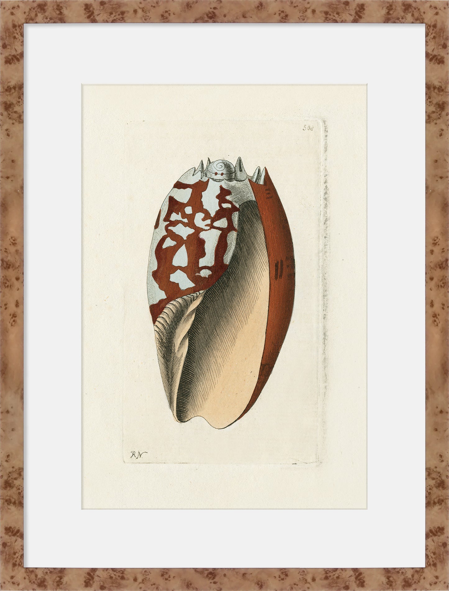 Martha Stewart Lily Pond | Shell Study: Cone Shell | Framed Coastal Cottage Wall Art