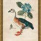 Martha Stewart Lily Pond | Coastal Bird Study: Shore Duck | Framed Coastal Cottage Wall Art