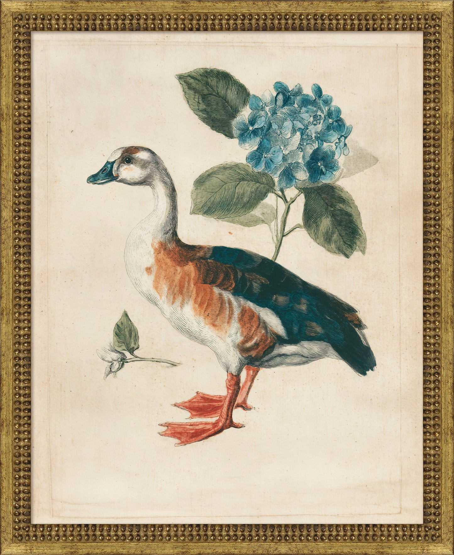 Martha Stewart Lily Pond | Coastal Bird Study: Shore Duck | Framed Coastal Cottage Wall Art