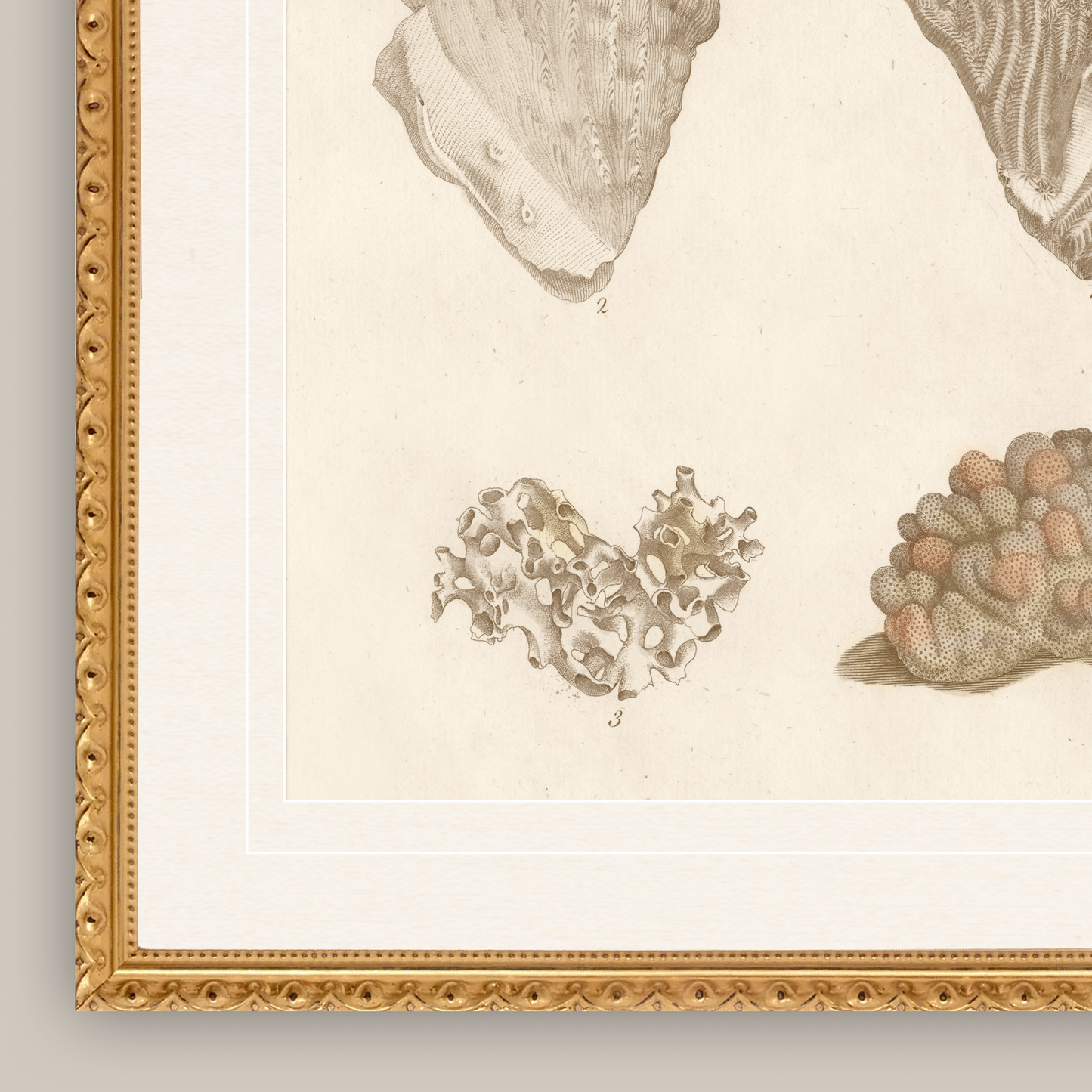 Martha Stewart Lily Pond | Coastal Shell Study: Plate Pair | Framed Coastal Cottage Wall Art