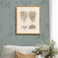 Martha Stewart Lily Pond | Coastal Shell Study: Plate Pair | Framed Coastal Cottage Wall Art