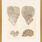 Martha Stewart Lily Pond | Coastal Shell Study: Plate Pair | Framed Coastal Cottage Wall Art