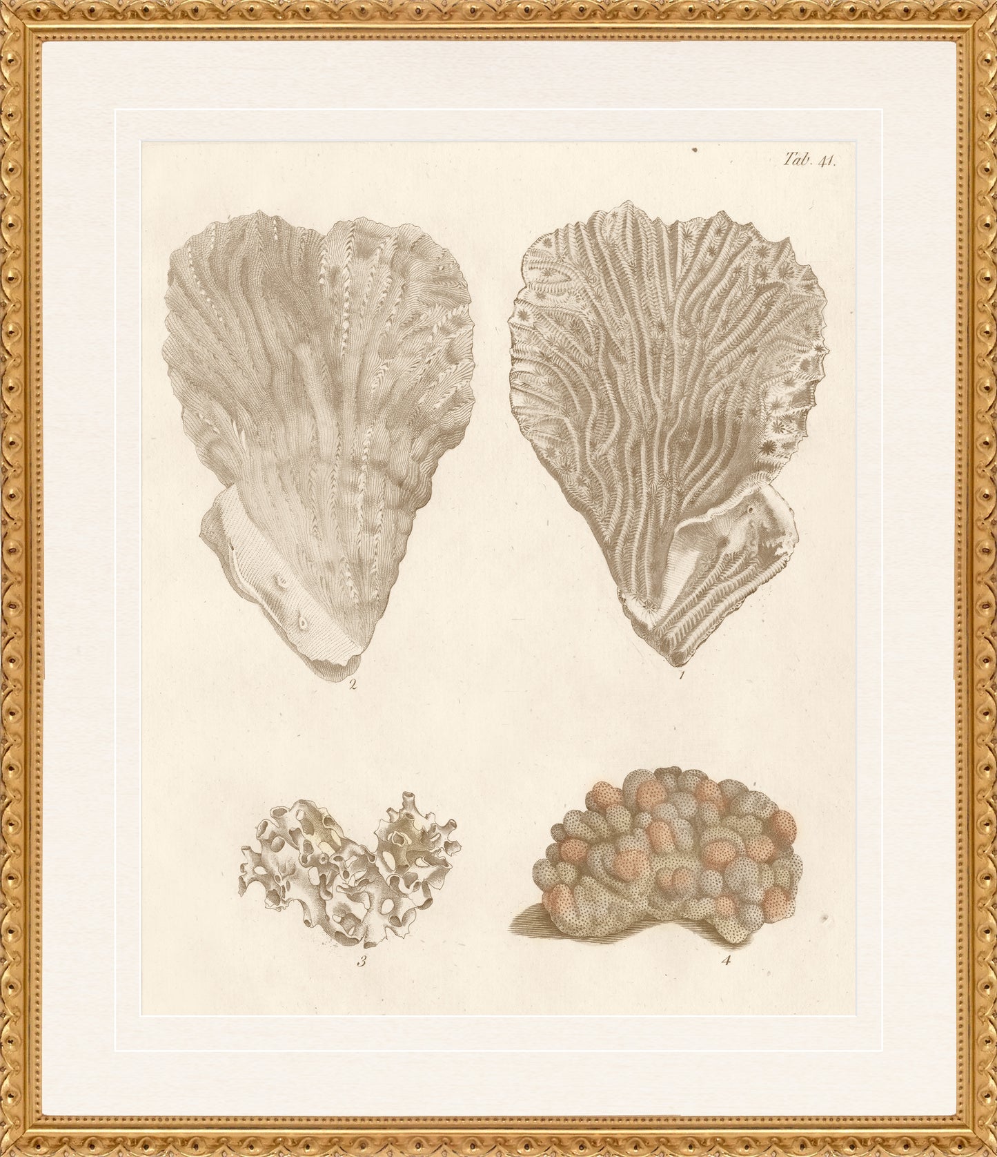 Martha Stewart Lily Pond | Coastal Shell Study: Plate Pair | Framed Coastal Cottage Wall Art
