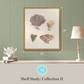 Martha Stewart Lily Pond | Coastal Shell Study: Collection II | Framed Coastal Cottage Wall Art