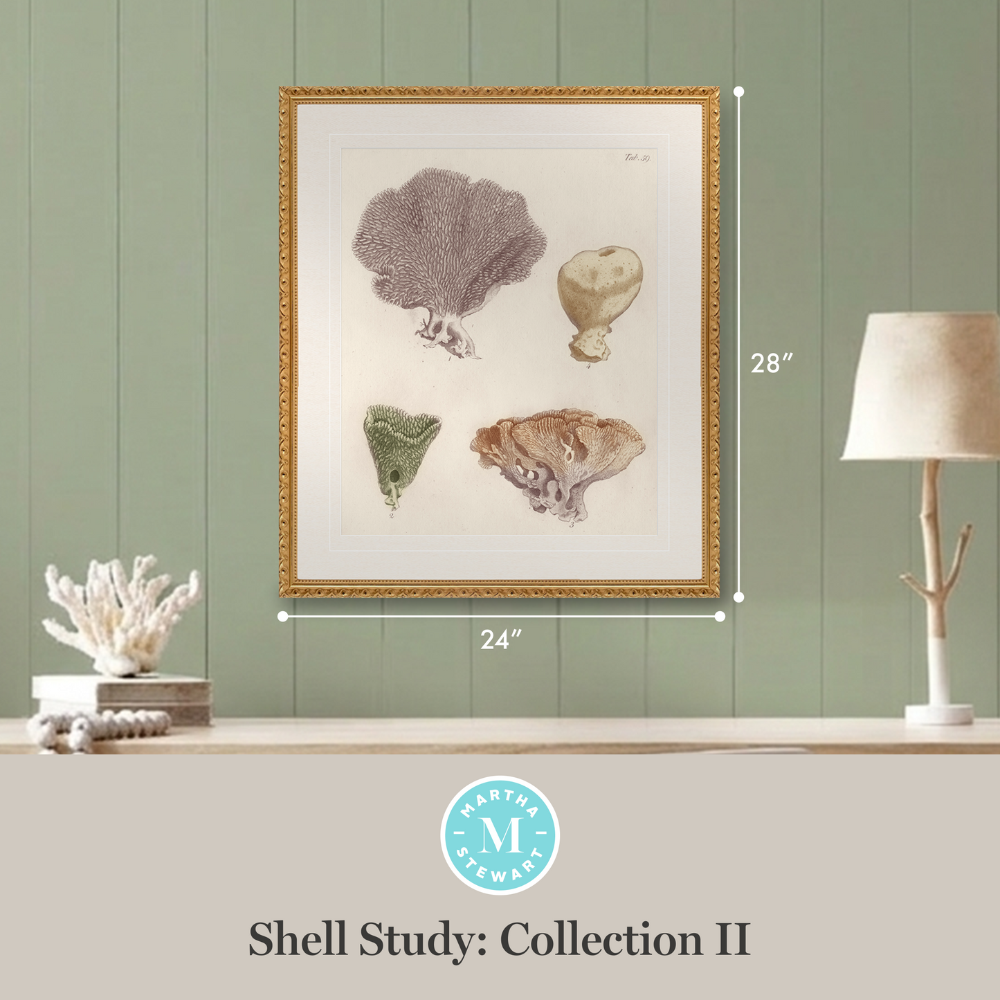 Martha Stewart Lily Pond | Coastal Shell Study: Collection II | Framed Coastal Cottage Wall Art