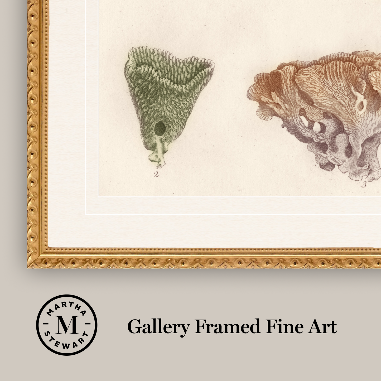 Martha Stewart Lily Pond | Coastal Shell Study: Collection II | Framed Coastal Cottage Wall Art
