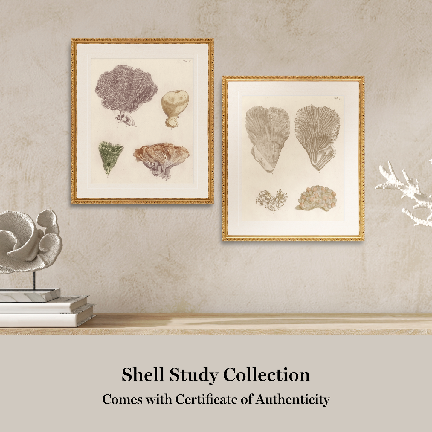 Martha Stewart Lily Pond | Coastal Shell Study: Collection II | Framed Coastal Cottage Wall Art
