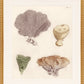 Martha Stewart Lily Pond | Coastal Shell Study: Collection II | Framed Coastal Cottage Wall Art