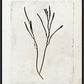 Martha Stewart Lily Pond | Coastal Botanical: Seaweed Study I | Framed Coastal Cottage Wall Art