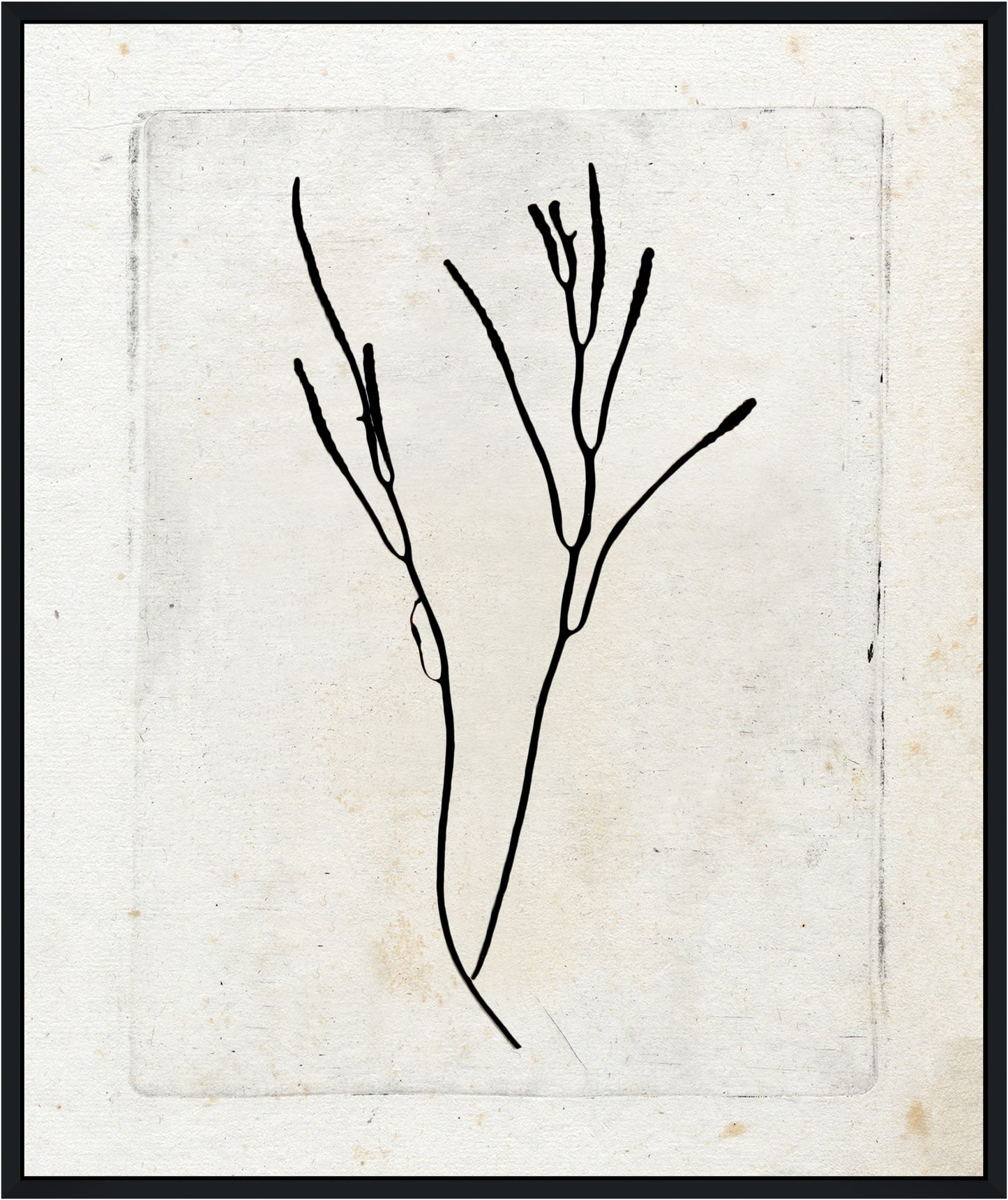Martha Stewart Lily Pond | Coastal Botanical: Seaweed Study I | Framed Coastal Cottage Wall Art