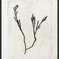 Martha Stewart Lily Pond | Coastal Botanical: Seaweed Study II | Framed Coastal Cottage Wall Art