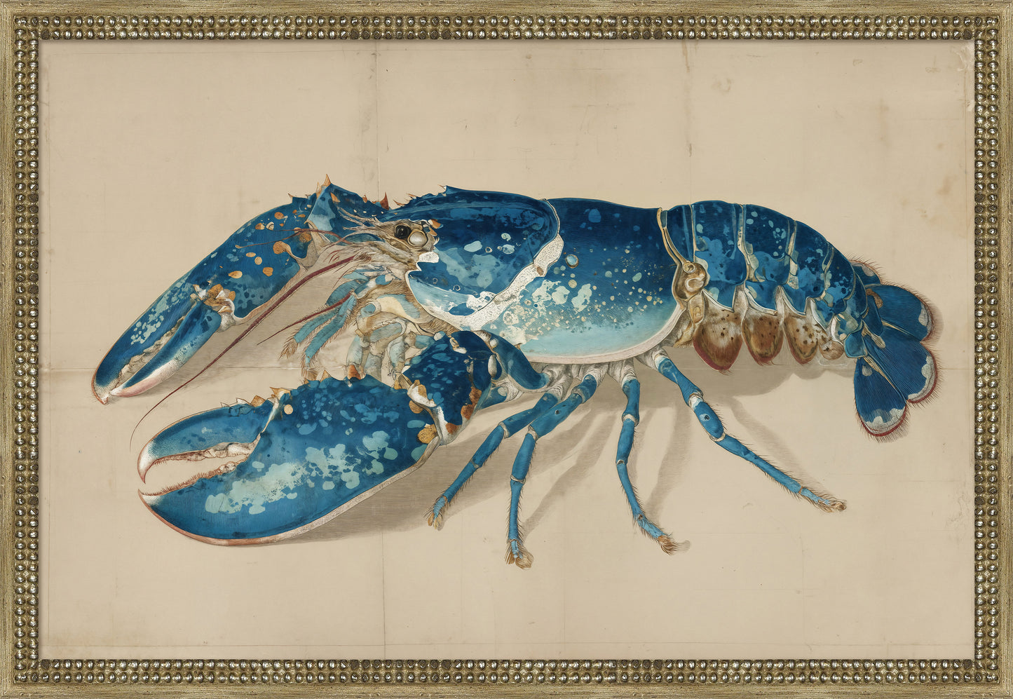 Martha Stewart Lily Pond | Marine Study: Lobster | Framed Coastal Cottage Wall Art