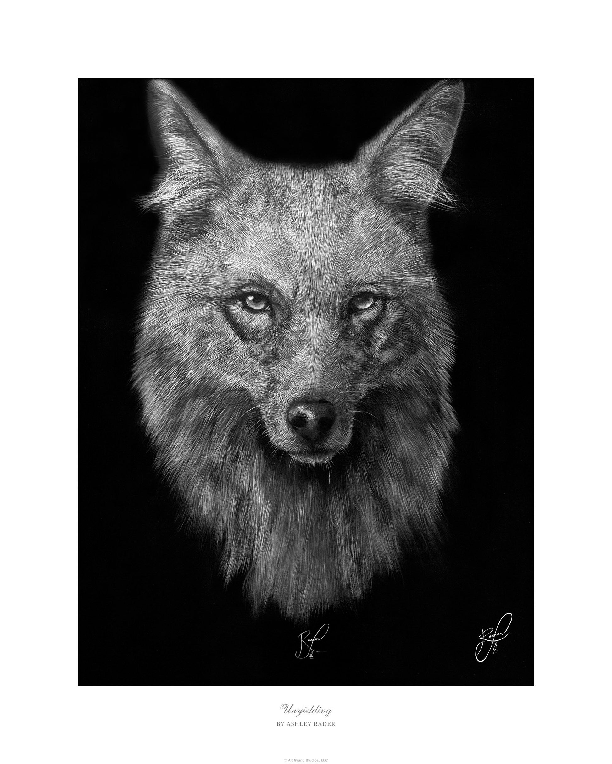 Black and white portrait of a gray wolf with intense forward gaze