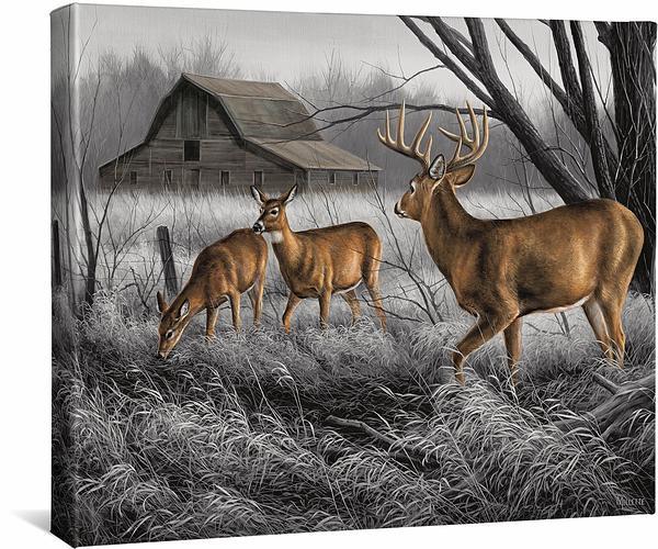 Abandoned Farmstead - Whitetail Deer - 16" x 20.5" Gallery Wrapped Canvas