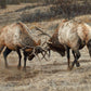 Anything for Love—Elk - Limited Edition Paper