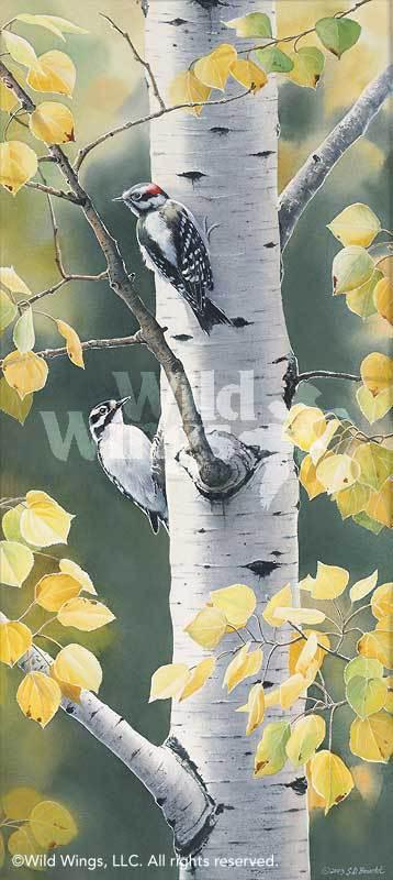 autumn-afternoon-downy-woodpecker-by-susan-bourdet-1085075031d_25ef3494-b529-407f-a22c-beec48dbaf7d.jpg