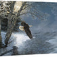 Awakening - Bald Eagle - 33.5" x 45.5" Gallery Wrapped Canvas