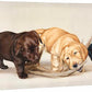 Bad Boys - Labs - 18" x 36" Gallery Wrapped Canvas
